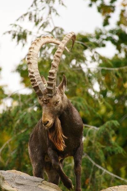 istock Closeup of a Capricorn on rocks 1445351872