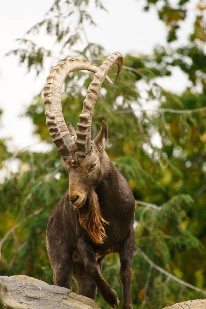 Closeup of a Capricorn on rocks A closeup of a Capricorn on rocks bharal photos stock pictures, royalty-free photos & images