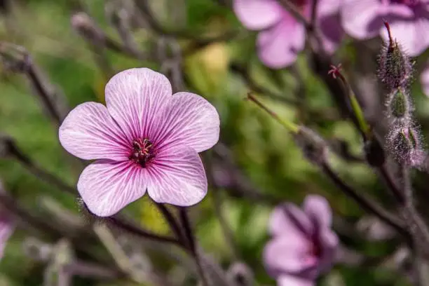 A selective focus shot of a giant herb-robert (Geranium maderense) flower