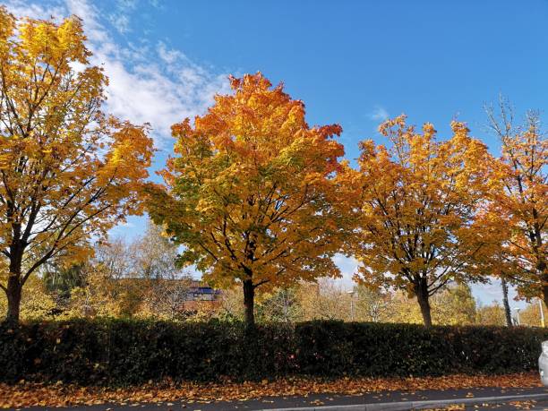 istock Beautiful autumn with yellow trees against a blue cloudy sky 1445353076