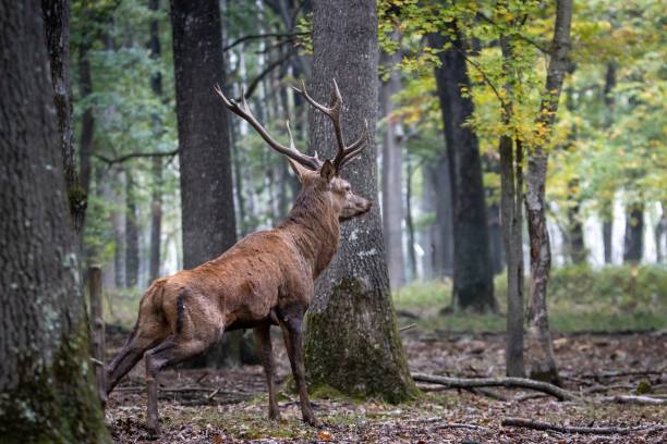 istock Beautiful deer in its natural habitat 1445353210