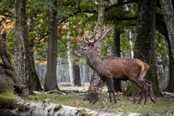 istock Beautiful deer in its natural habitat 1445353238