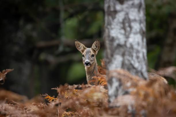 istock Beautiful deer in its natural habitat 1445353303