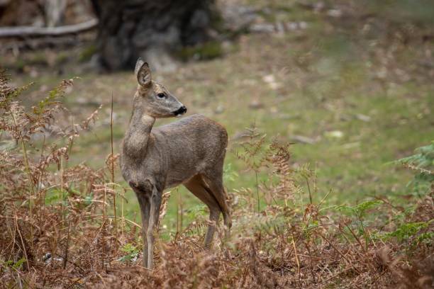 istock Selectove focus shot of a Roe deer in a forest in a daylight 1445353318