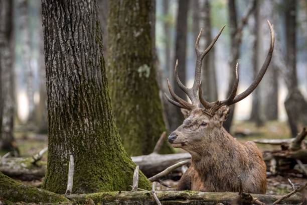 istock Beautiful deer in its natural habitat 1445353338
