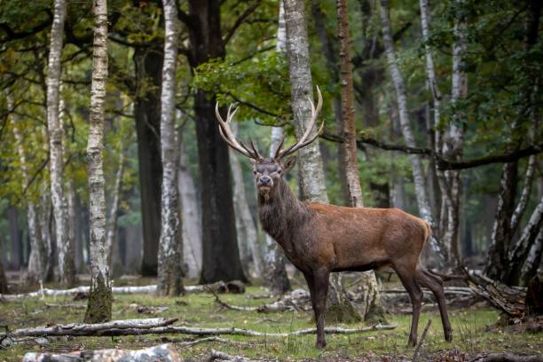 istock Beautiful deer in its natural habitat 1445353344