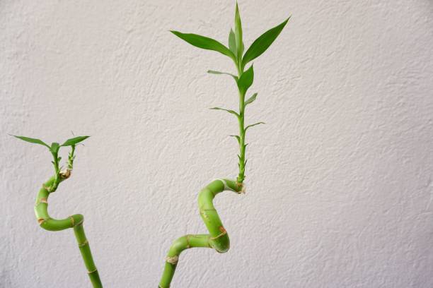 close up do bambu da sorte (dracaena sanderiana) em um fundo branco da parede - dracaena sanderiana - fotografias e filmes do acervo