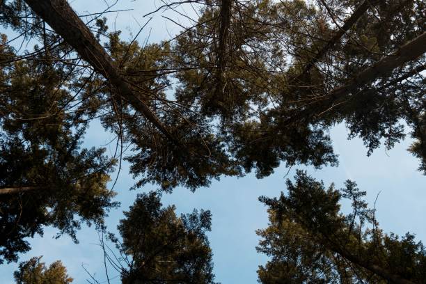 istock Beautiful view of tall trees in a forest under the blue sky 1445353530