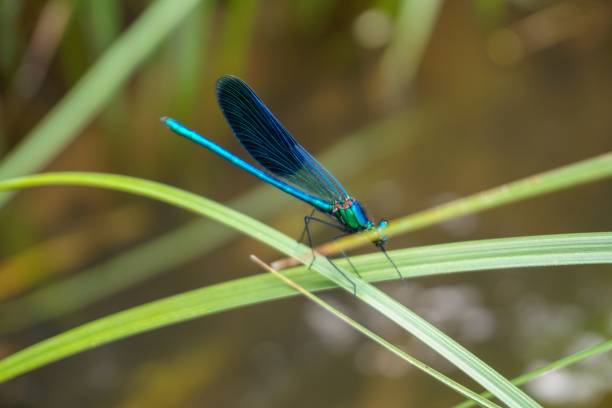 istock Closeup of a blue colored dragonfly on a grass with a blurry background 1445353694
