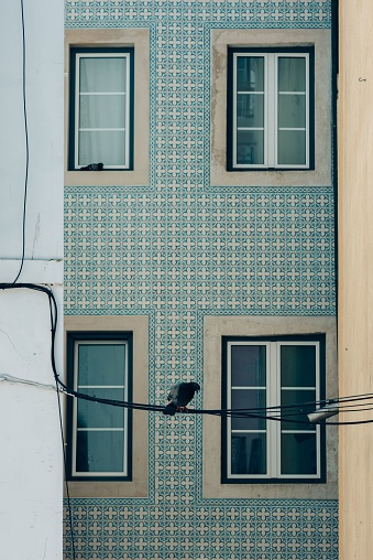 A bird perched on power lines in front of apartment building with floral walls in Lisbon, Portugal