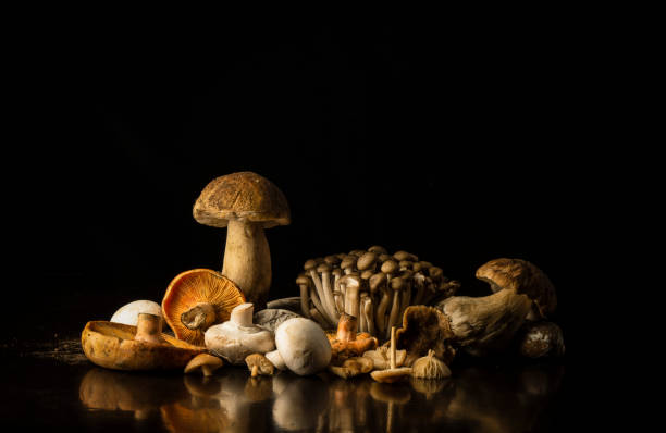 différents types de champignons sur fond noir - mixed forest photos photos et images de collection