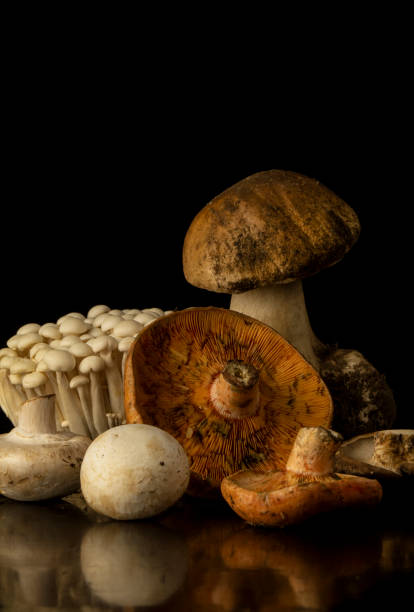 istock Different kinds of mushrooms against black background 1445353910