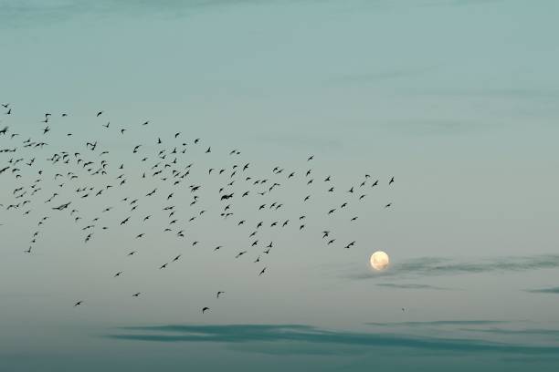 istock Flock of birds flying in the cloudless sky with a moon 1445353922