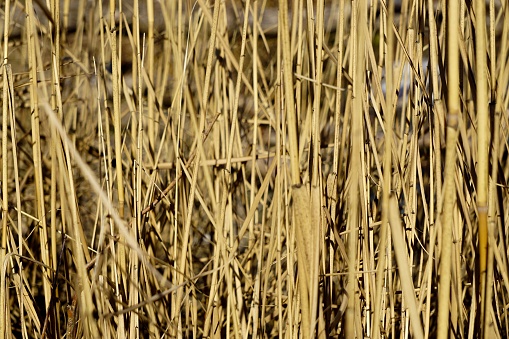 A closeup shot of straws in a reed field under sunlight