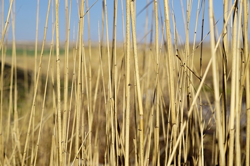 A closeup shot of straws in a reed field against a blue sky under sunlight
