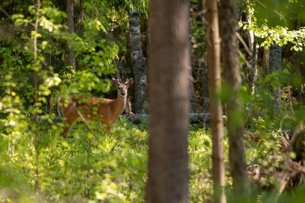 istock Beautiful forest with trees and greenery and a deer hiding behind the grass 1445354261