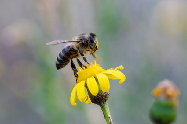 istock Shallow focus of a bee on a dandelion 1445354432
