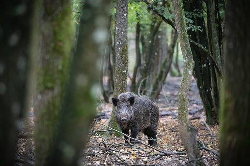 A wild boar in the woods with trees and chopped branches around