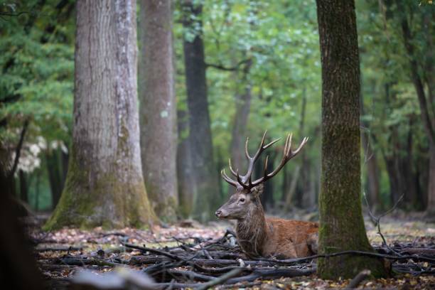 istock Deer in the woods with trees and chopped branches around 1445354584