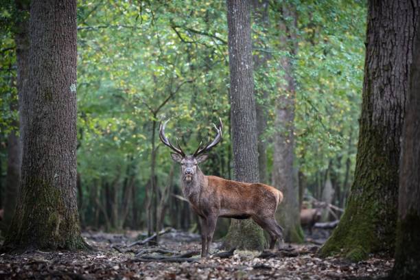 istock Selectove focus shot of a Deer in a forest in a daylight 1445354587
