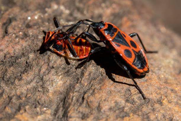 istock Beatle saving another beatle on the rock 1445354793