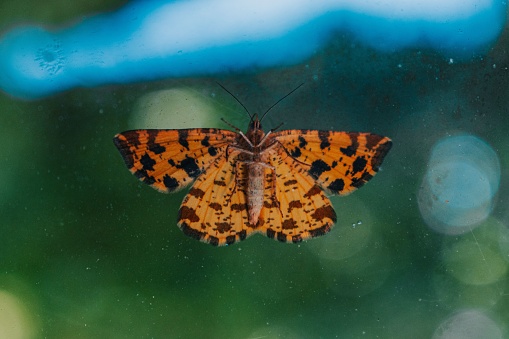 A closeup shot of a butterfly with orange black spotted wings on a glass surface