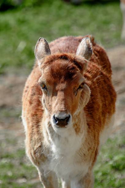 istock Vertical shot of a small fluffy brown fallow deer standing on a field 1445354944