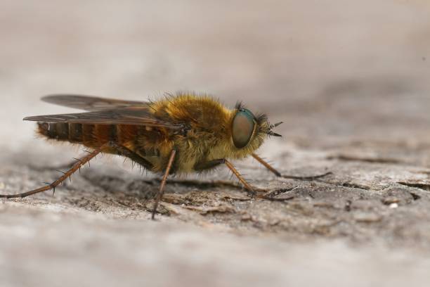 istock Detailed selective focus closeup on a hairy brown Common macro stiletto fly, Thereva nobilitata 1445355018