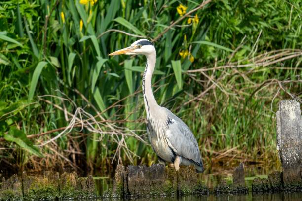 istock Heron holland hunting in the river 1445355077