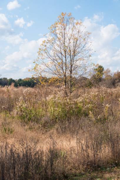 istock Vertical shot of a tree growing in the dry field 1445355105