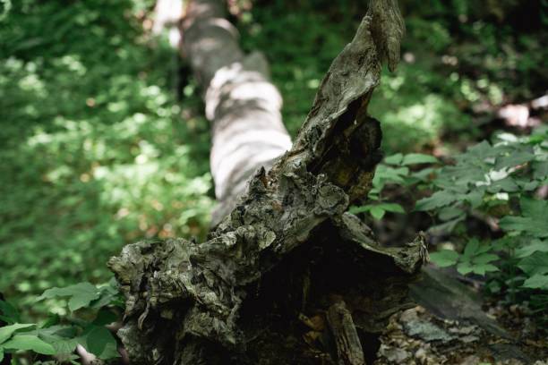 istock Closeup shot of a broken fallen tree in the forest 1445355237