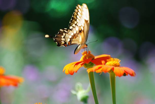 istock Swallowtail butterfly on orange flower 1445355296