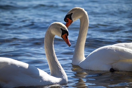 A closeup shot of two elegant white swans reflected in a blue lake water under sunlight
