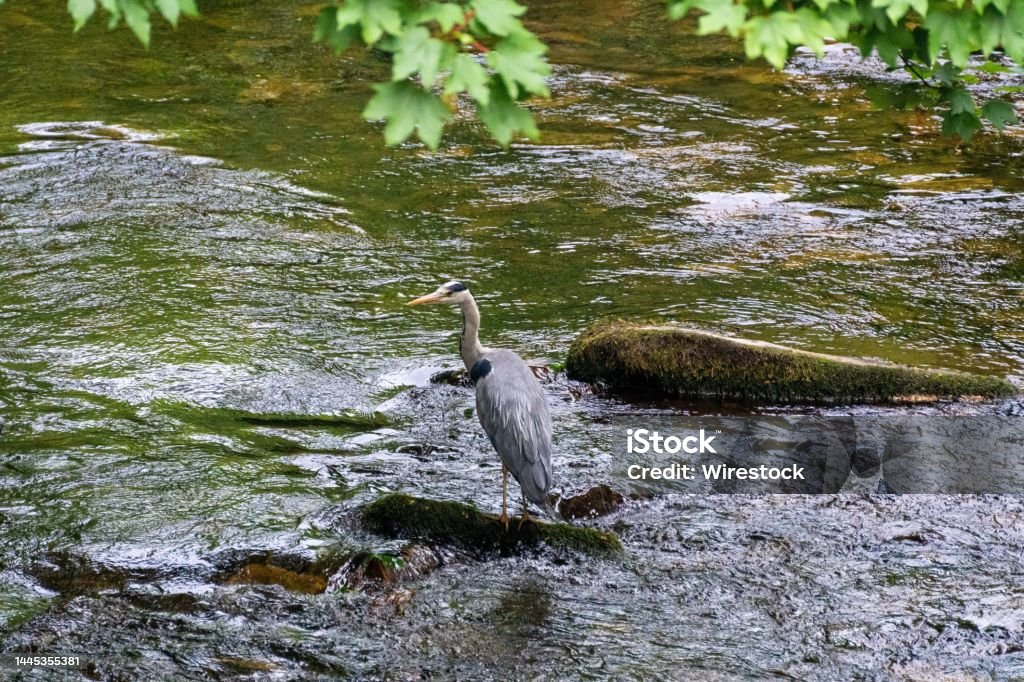 Heron perched on a moss-covered rock, in the River Taff, Merthyr Tydfil, UK A heron perched on a moss-covered rock, in the River Taff, Merthyr Tydfil, UK Animal Stock Photo