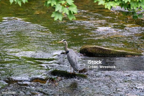 Heron Perched On A Mosscovered Rock In The River Taff Merthyr Tydfil Uk Stock Photo - Download Image Now