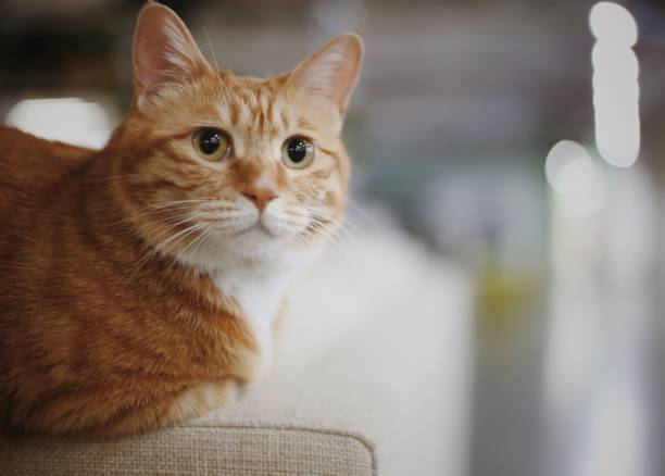 istock Close-up shot of a ginger cat in a blur 1445355667