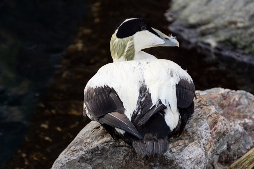 A closeup shot of a male Eider duck sitting on a rock near the pond