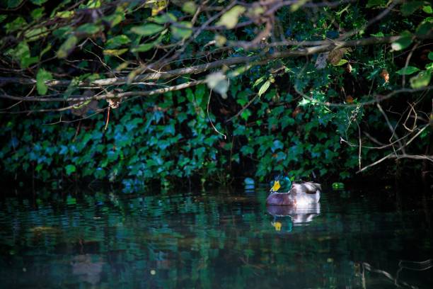 anatra reale verde che nuota nella riserva naturale locale del glamorganshire canal - glamorganshire foto e immagini stock