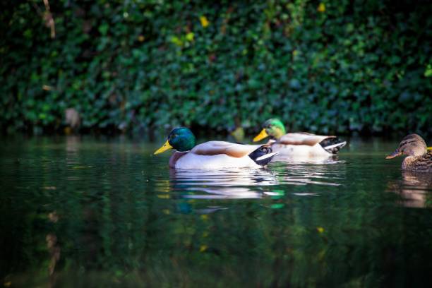 anatre domestiche verdi che nuotano nella riserva naturale locale del glamorganshire canal - glamorganshire foto e immagini stock