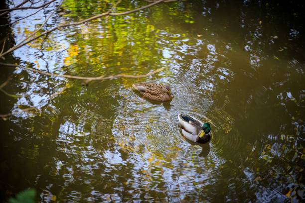 anatra reale verde e un'anatra marrone che nuotano nella riserva naturale locale del glamorganshire canal - glamorganshire foto e immagini stock