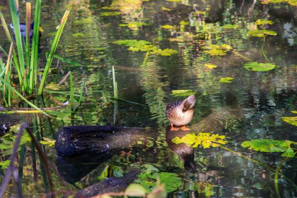 anatra reale marrone che canta su un tronco sommerso in uno stagno - glamorganshire foto e immagini stock