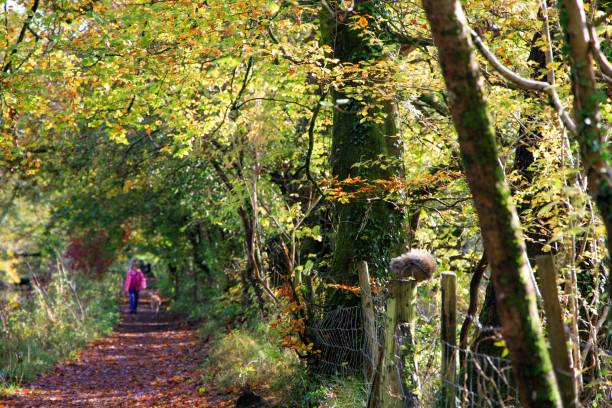 lungo sentiero attraverso la riserva naturale locale del glamorganshire canal - glamorganshire foto e immagini stock