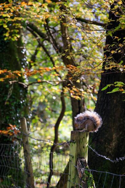 scatto verticale di uno scoiattolo grigio che mangia una noce su una staccionata di legno nella riserva del glamorganshire canal - glamorganshire foto e immagini stock