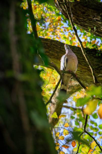 scatto verticale di un piccione marrone appollaiato su un ramo - glamorganshire foto e immagini stock