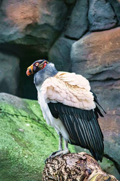 istock Vertical portrait of a vulture 1445356226