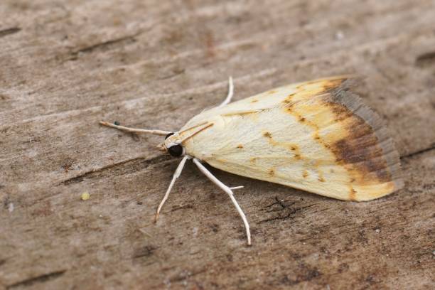 istock Closep on a small colorfull moth,Evergestis extimalis sitting on wood 1445356264