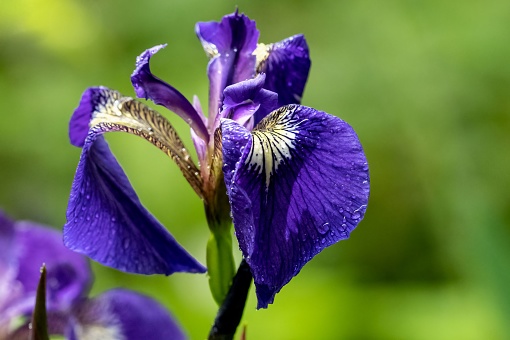 Closeup of a blue iris flower with raindropsCLICK HERE to see more similar images!