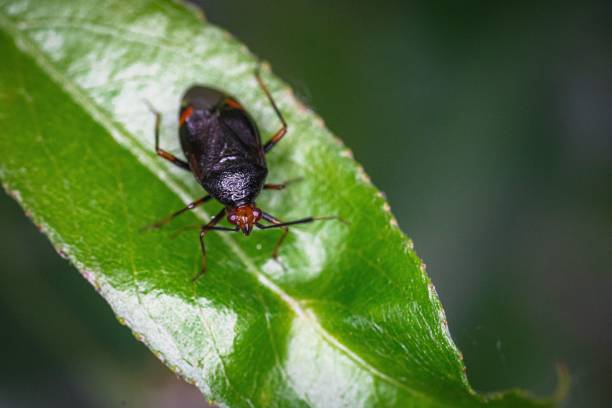 istock Macro shot of beetle on green leaf 1445356790