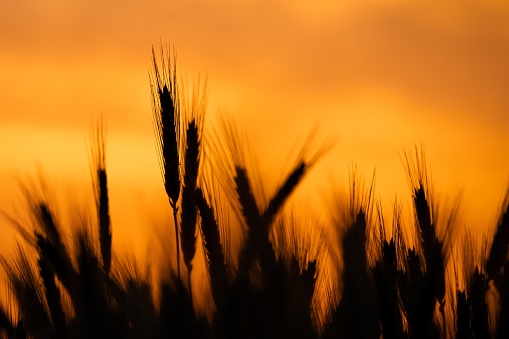 A closeup shot of silhouettes of wheat spikes on a background of a sky at the golden sunset