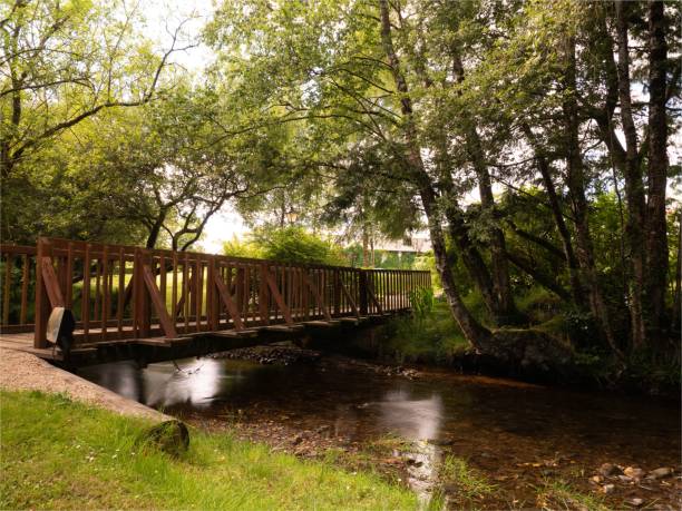 istock Small wooden bridge over the river in the forest 1445357583